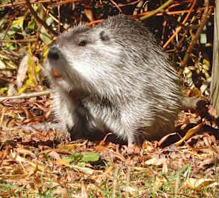 Nutria