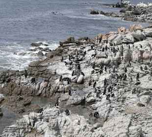 Unzählbar viele Pinguine