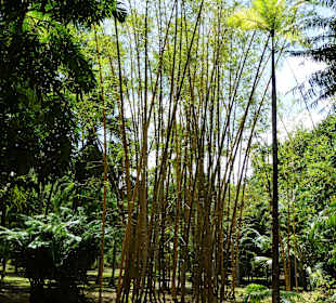 Botanischer Garten "Pamplemousses"
