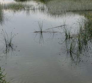 Grasspiegelungen im Wasser