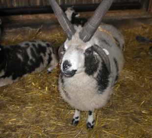 Zoo