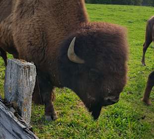 Wandern Ramsau am Dachstein