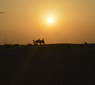 Kamelritt bei Sonnenuntergang Hotel Bab Al Shams Desert Resort & Spa