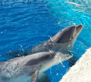 Delfine im Secret Garden Mirage