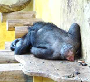 ArcheAffenhausImpression