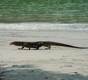 Water Monitor am Strand (Emerald Bay)