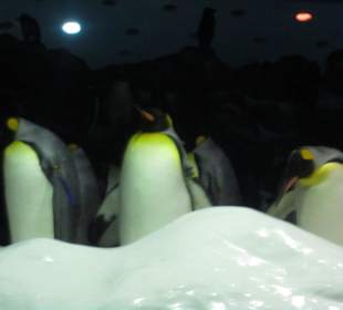 Pinguine