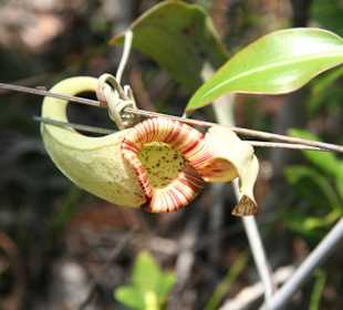 Im Bako Nationalpark