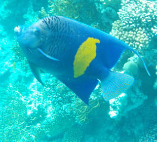 Schnorcheln Hurghada