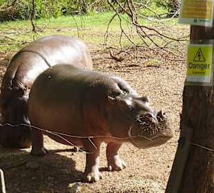 Hippos