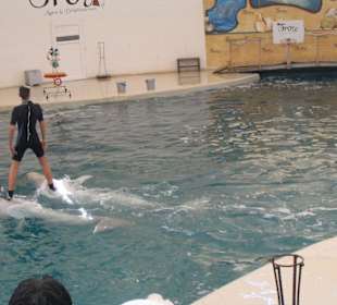 Delphinarium