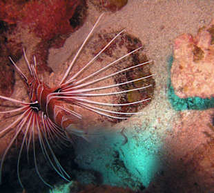 Muräne im Roten Meer