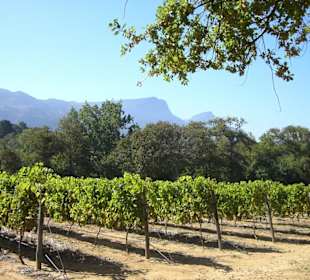 Blick über das Weingut