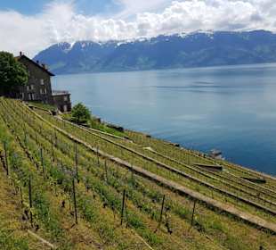 Weinberge im Lavaux