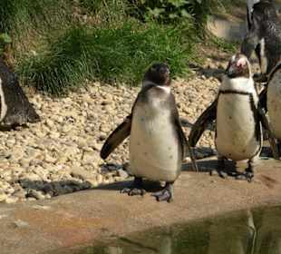 Pinguine