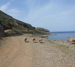 Immer wieder Schafe oder Ziegen auf der Strasse