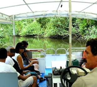 Fahrt auf dem Daintree River