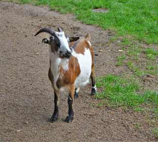 Rundgang durch den Wildpark Schwarze Berge