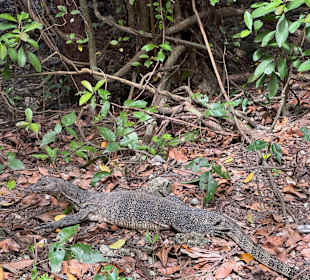 Sungei Buloh Wetland Reserve
