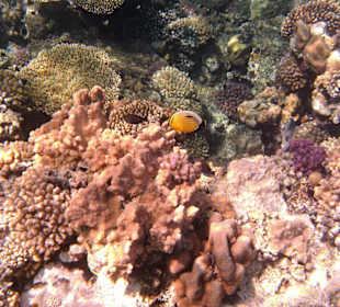 Fische im Hausriff Tulip Resort