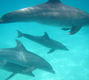 Muttis mit Minnidelphine