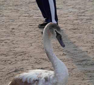 Strand Kolberg/Kolobrzeg