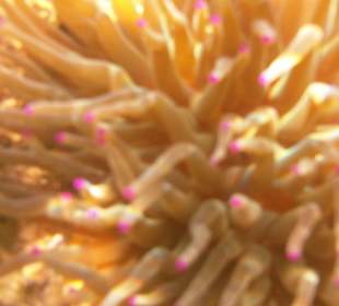 Wunderschöne Anemone