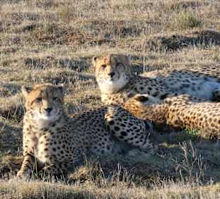 Safari Garden Route Game Lodge