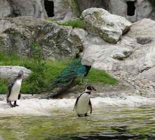 Rundgang im Tierpark