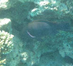 Leider ohne Namensschild !