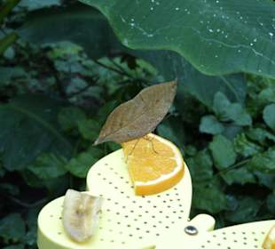 Dies ist ein Schmetterling