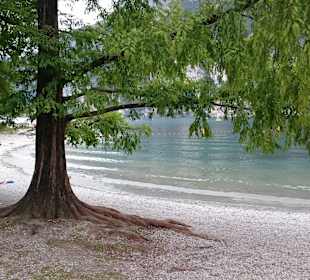 Ufer Gardasee