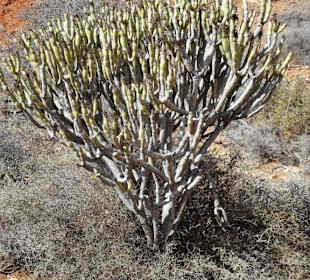 Impressionen aus dem Vega de Rio Palmas