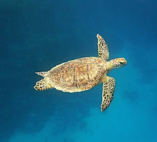Underwater world of Brayka house reef