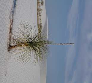 White Sands NM bei Alamogordo