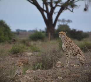 Amboseli im Juni 2016, Geparden