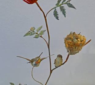 Recht das gelbe ist ein Kolibrinest