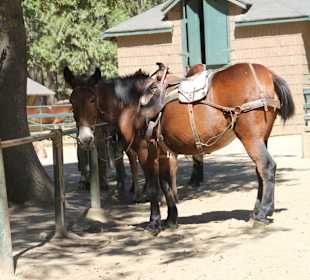 Eine kleine Reitstation ist auch da