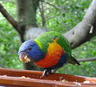 Lori in der Vogelvoliere