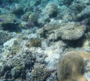 Unterwasserwelt Bootstour Utopia