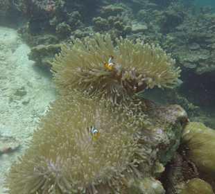 Ko Lipe Diving
