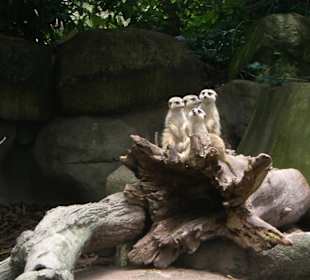 Erdmännchen