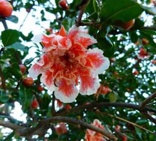 Blüte des Granatapfels