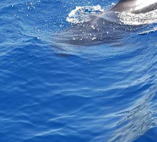 Katamaran Tour Royal Delfín