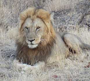 An der S101 nahe dem  Shingwedzi Camp