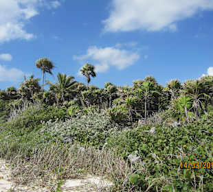 Dschungel am Naturstrand