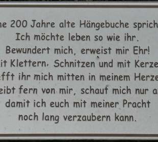 Bei der Hängebuche im Schloss- und Kurpark