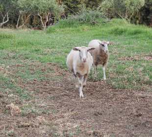 Wandern Georgioupolis