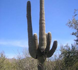 Arizona Sonora Desert Museum