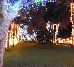 Funchal weihnachtlich geschmückt